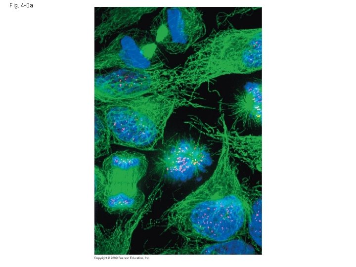 Fig 4 0 a Fig 4 0 b