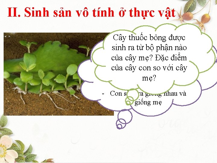 II. Sinh sản vô tính ở thực vật Cây thuốc -Chồi mọc ra bỏng