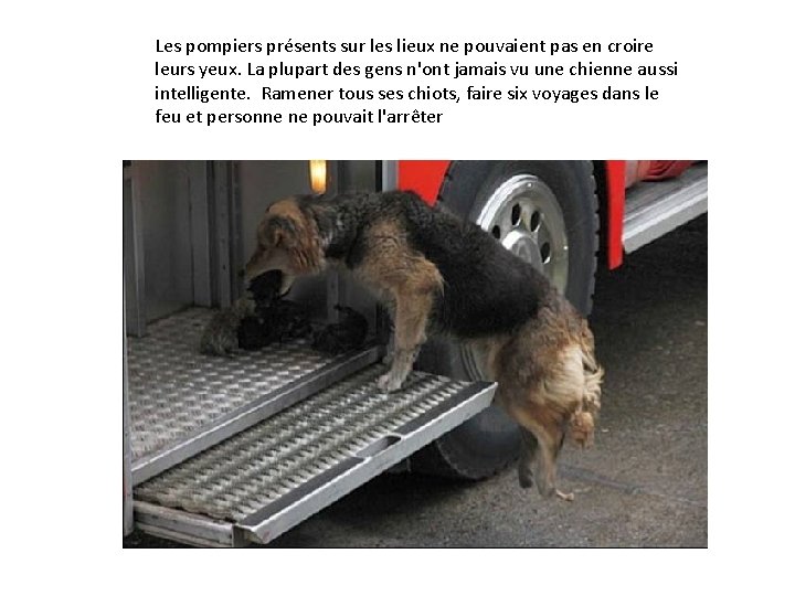 Les pompiers présents sur les lieux ne pouvaient pas en croire leurs yeux. La