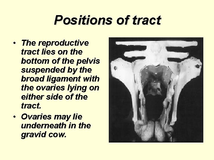 Positions of tract • The reproductive tract lies on the bottom of the pelvis