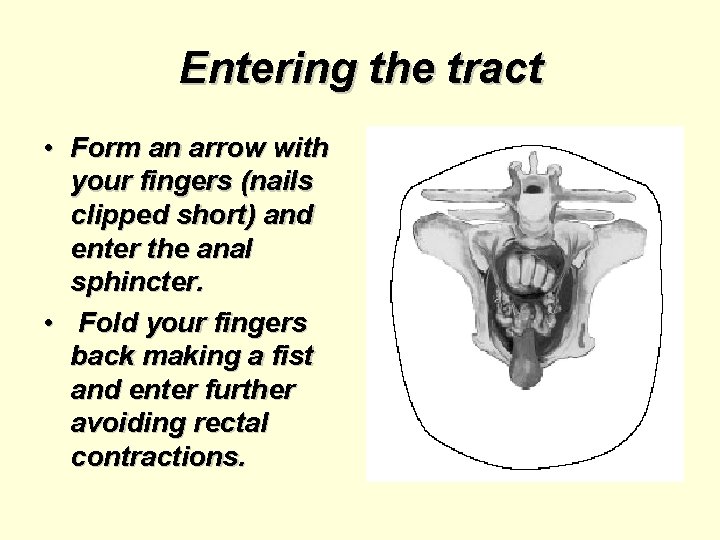 Entering the tract • Form an arrow with your fingers (nails clipped short) and