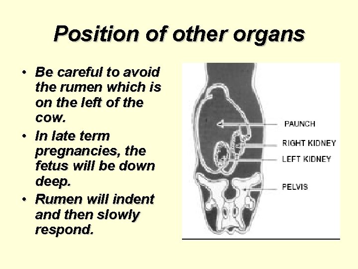 Position of other organs • Be careful to avoid the rumen which is on