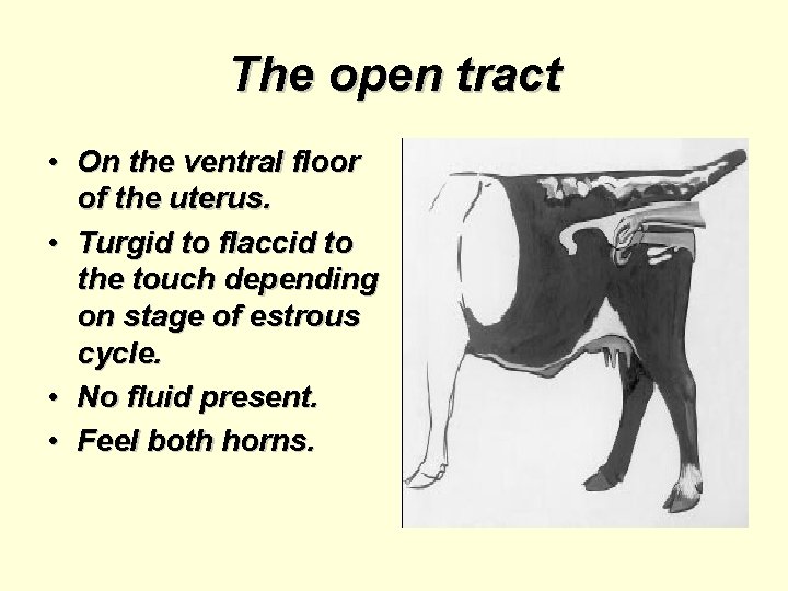 The open tract • On the ventral floor of the uterus. • Turgid to