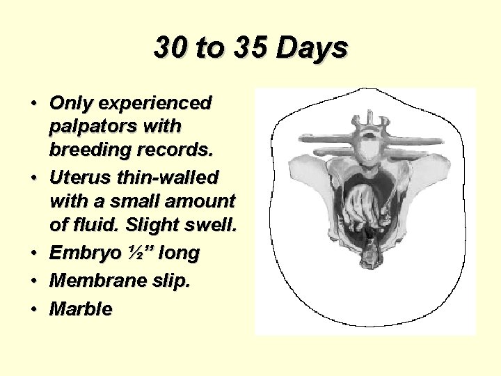 30 to 35 Days • Only experienced palpators with breeding records. • Uterus thin-walled