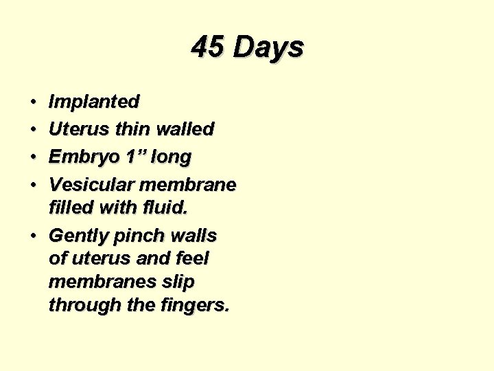 45 Days • • Implanted Uterus thin walled Embryo 1” long Vesicular membrane filled