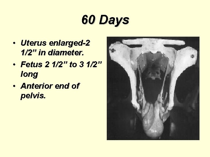 60 Days • Uterus enlarged-2 1/2” in diameter. • Fetus 2 1/2” to 3