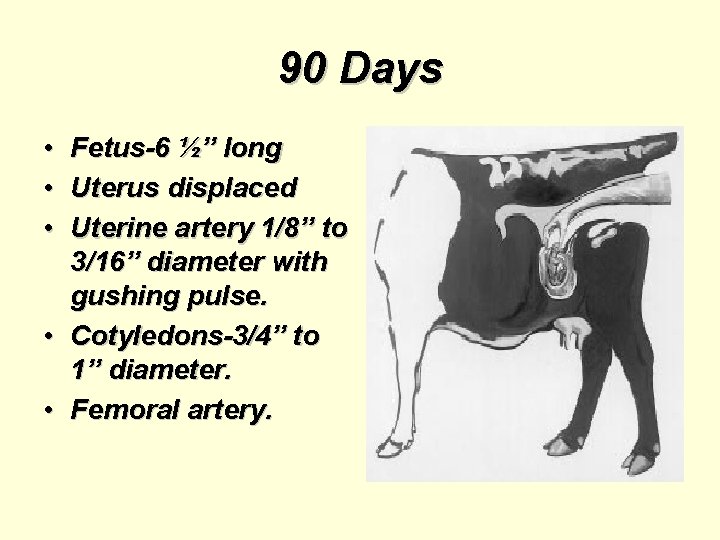 90 Days • Fetus-6 ½” long • Uterus displaced • Uterine artery 1/8” to