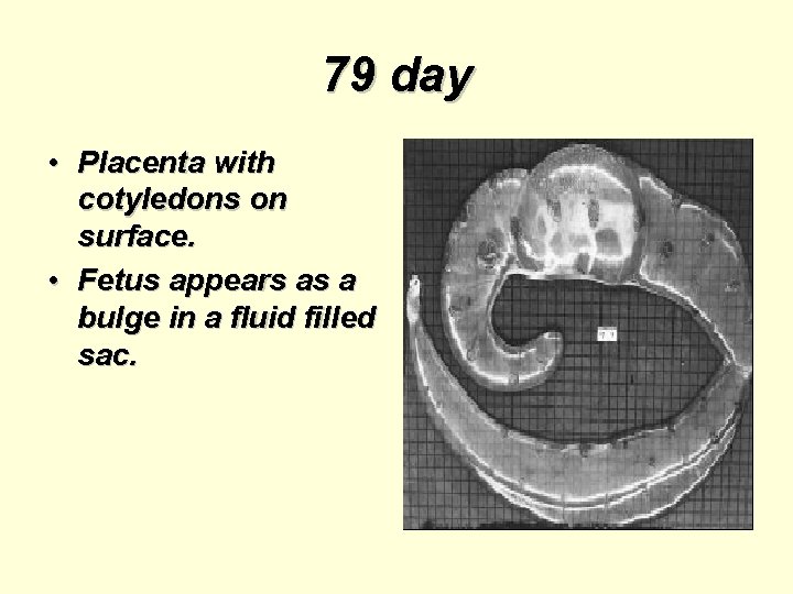 79 day • Placenta with cotyledons on surface. • Fetus appears as a bulge