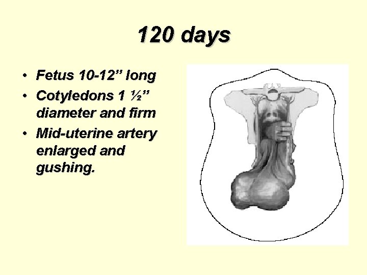 120 days • Fetus 10 -12” long • Cotyledons 1 ½” diameter and firm