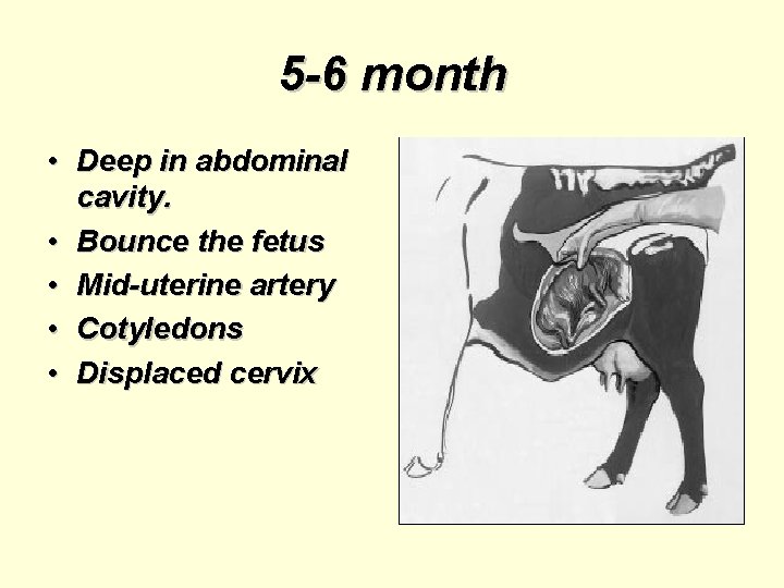 5 -6 month • Deep in abdominal cavity. • Bounce the fetus • Mid-uterine