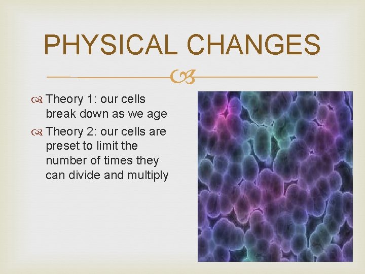 PHYSICAL CHANGES Theory 1: our cells break down as we age Theory 2: our