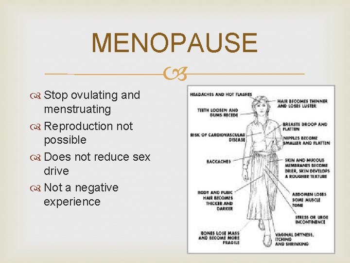 MENOPAUSE Stop ovulating and menstruating Reproduction not possible Does not reduce sex drive Not