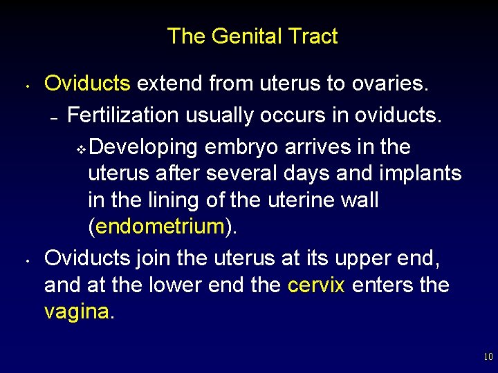 The Genital Tract • • Oviducts extend from uterus to ovaries. – Fertilization usually