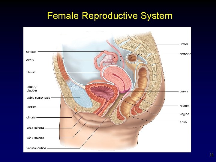 Female Reproductive System 11 