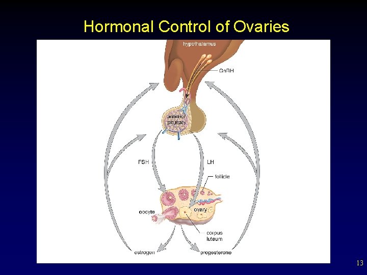 Hormonal Control of Ovaries 13 