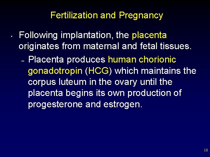 Fertilization and Pregnancy • Following implantation, the placenta originates from maternal and fetal tissues.