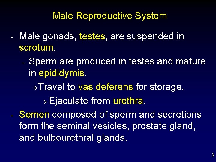 Male Reproductive System • • Male gonads, testes, are suspended in scrotum. – Sperm