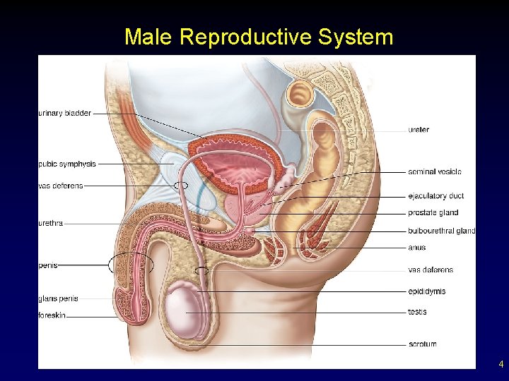Male Reproductive System 4 