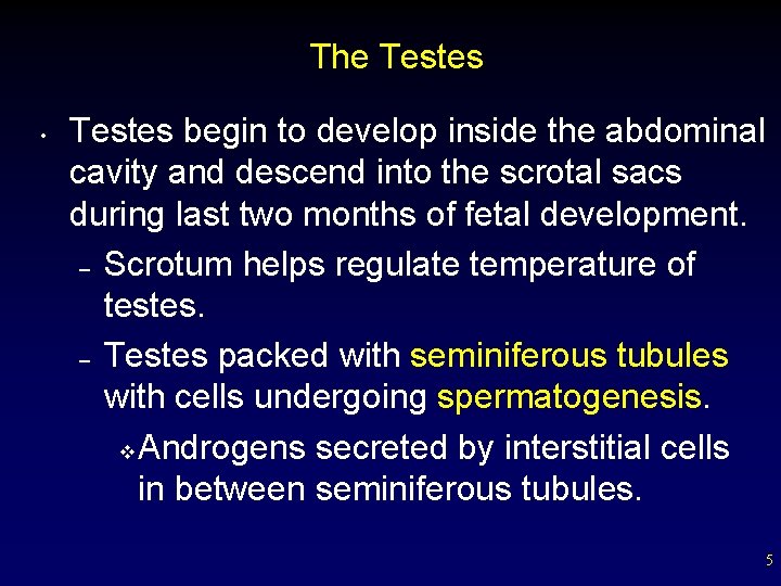 The Testes • Testes begin to develop inside the abdominal cavity and descend into