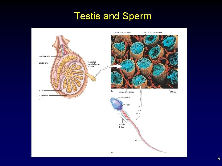 Testis and Sperm 6 