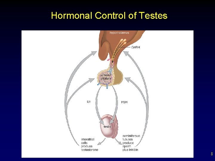 Hormonal Control of Testes 8 