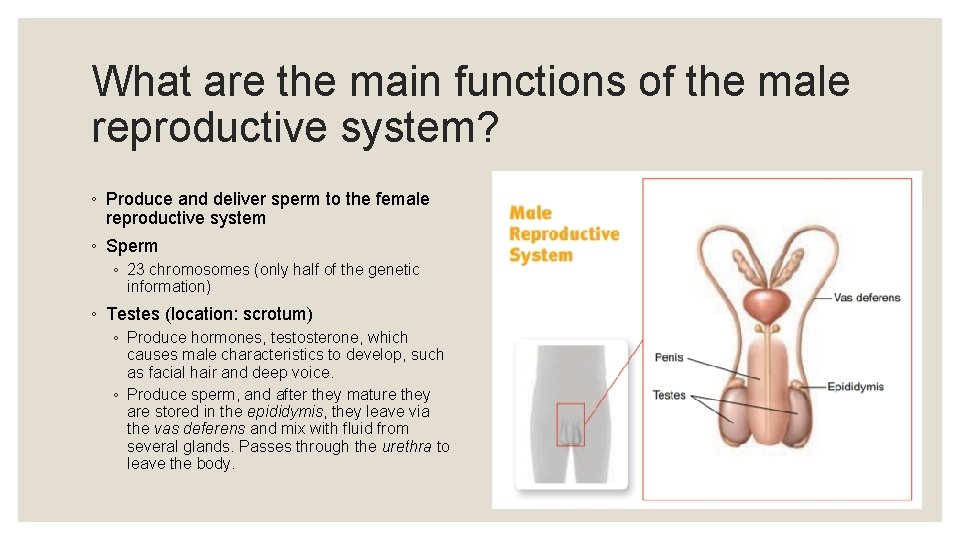 What are the main functions of the male reproductive system? ◦ Produce and deliver What are the main functions of the male reproductive system? ◦ Produce and deliver