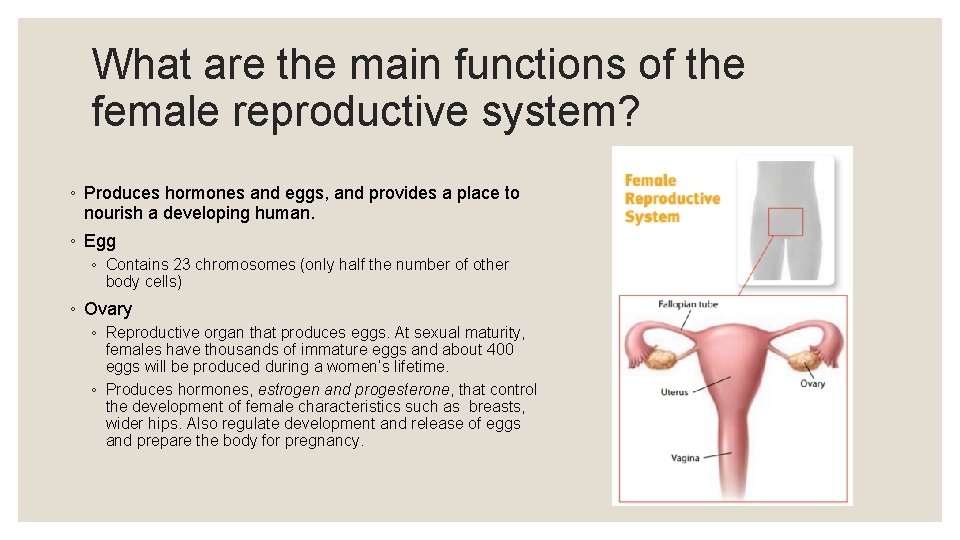 What are the main functions of the female reproductive system? ◦ Produces hormones and What are the main functions of the female reproductive system? ◦ Produces hormones and