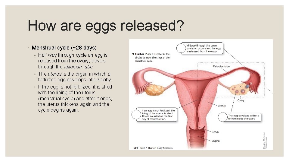 How are eggs released? ◦ Menstrual cycle (~28 days) ◦ Half way through cycle How are eggs released? ◦ Menstrual cycle (~28 days) ◦ Half way through cycle