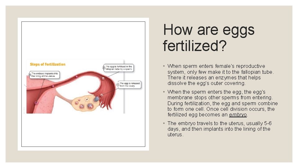How are eggs fertilized? ◦ When sperm enters female’s reproductive system, only few make How are eggs fertilized? ◦ When sperm enters female’s reproductive system, only few make