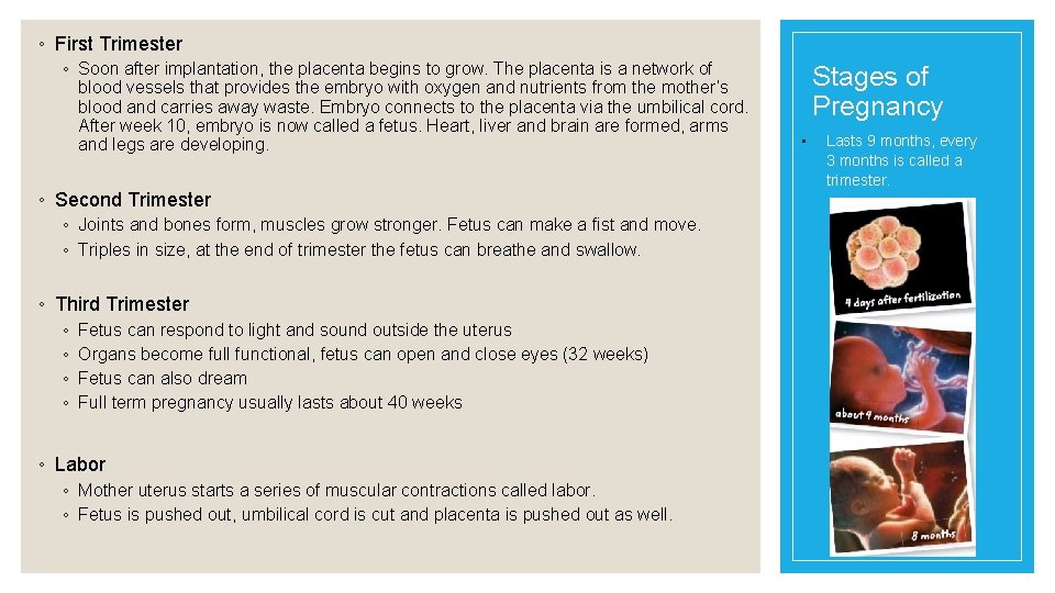 ◦ First Trimester ◦ Soon after implantation, the placenta begins to grow. The placenta ◦ First Trimester ◦ Soon after implantation, the placenta begins to grow. The placenta