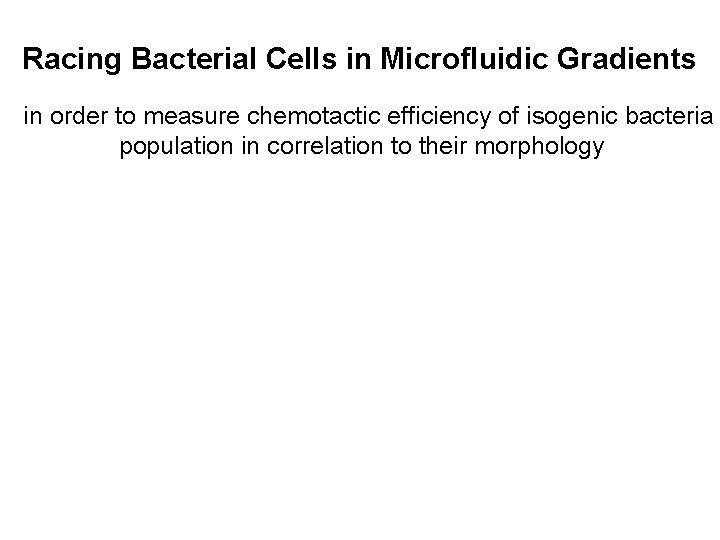 Racing Bacterial Cells in Microfluidic Gradients in order to measure chemotactic efficiency of isogenic