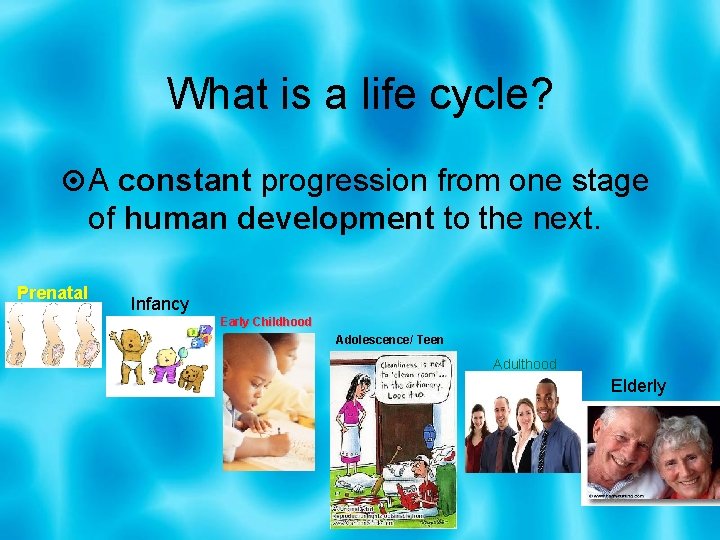 What is a life cycle? A constant progression from one stage of human development