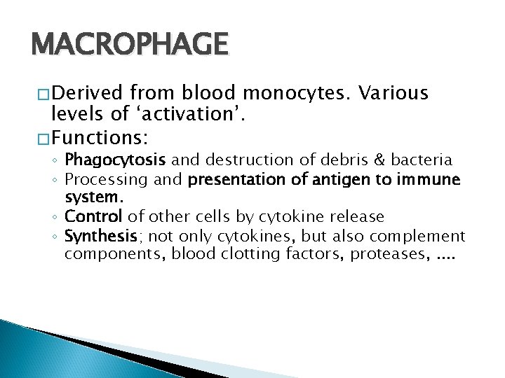 MACROPHAGE �Derived from blood monocytes. Various levels of ‘activation’. �Functions: ◦ Phagocytosis and destruction