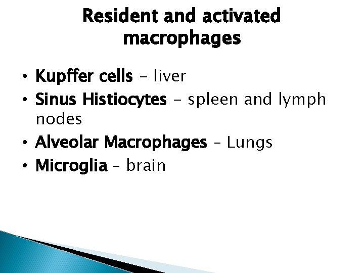 Resident and activated macrophages • Kupffer cells - liver • Sinus Histiocytes - spleen