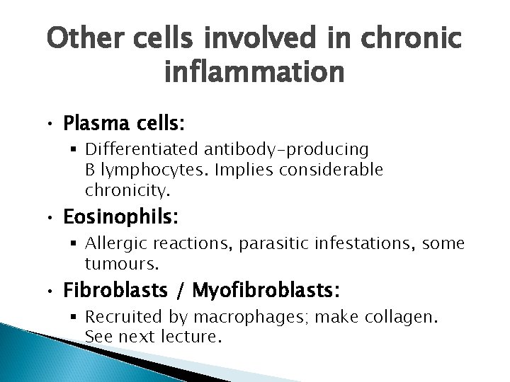 Other cells involved in chronic inflammation • Plasma cells: § Differentiated antibody-producing B lymphocytes.