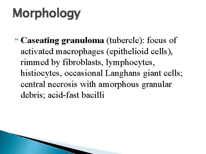 Morphology Caseating granuloma (tubercle): focus of activated macrophages (epithelioid cells), rimmed by fibroblasts, lymphocytes,