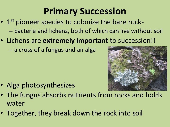 Primary Succession • 1 st pioneer species to colonize the bare rock– bacteria and