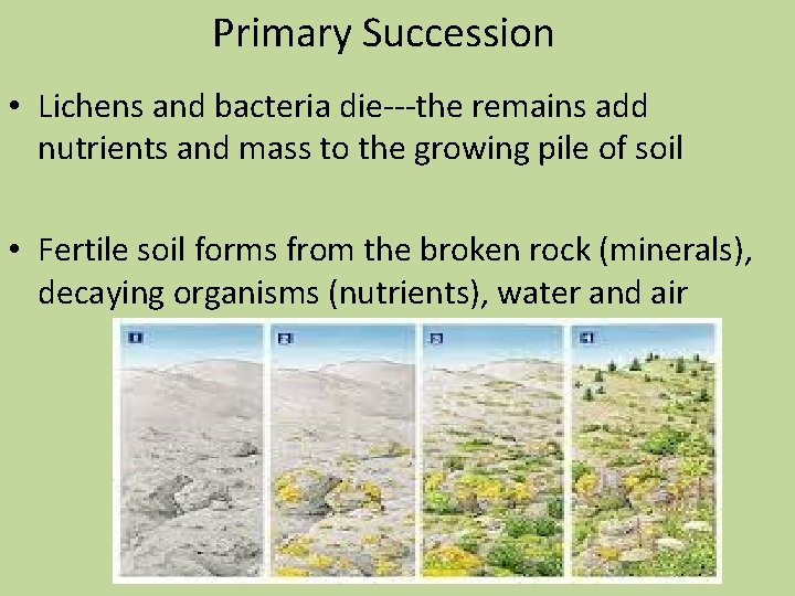 Primary Succession • Lichens and bacteria die---the remains add nutrients and mass to the