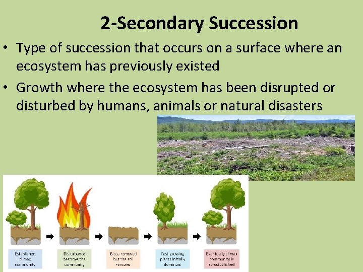 2 -Secondary Succession • Type of succession that occurs on a surface where an