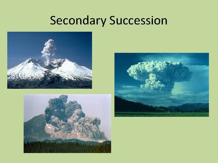 Secondary Succession 