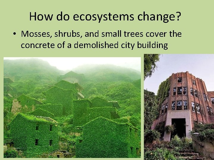 How do ecosystems change? • Mosses, shrubs, and small trees cover the concrete of