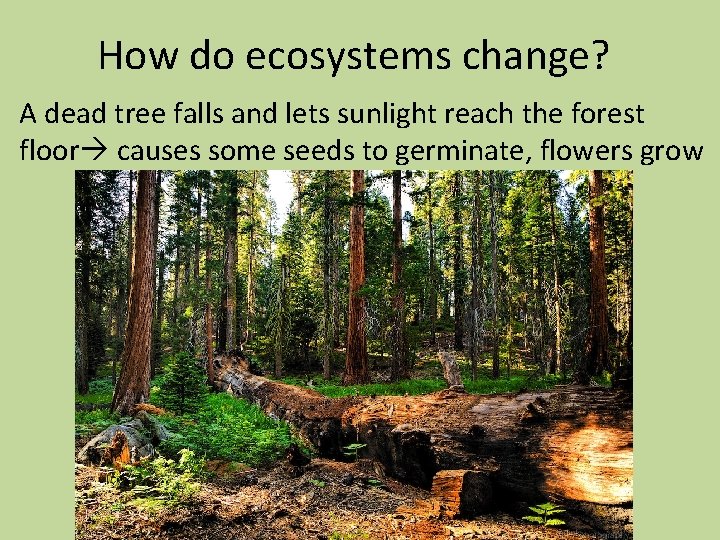 How do ecosystems change? A dead tree falls and lets sunlight reach the forest