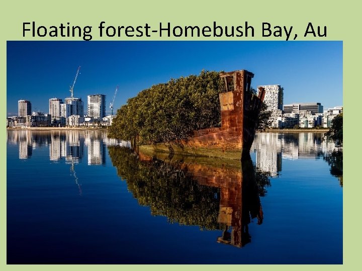 Floating forest-Homebush Bay, Au 