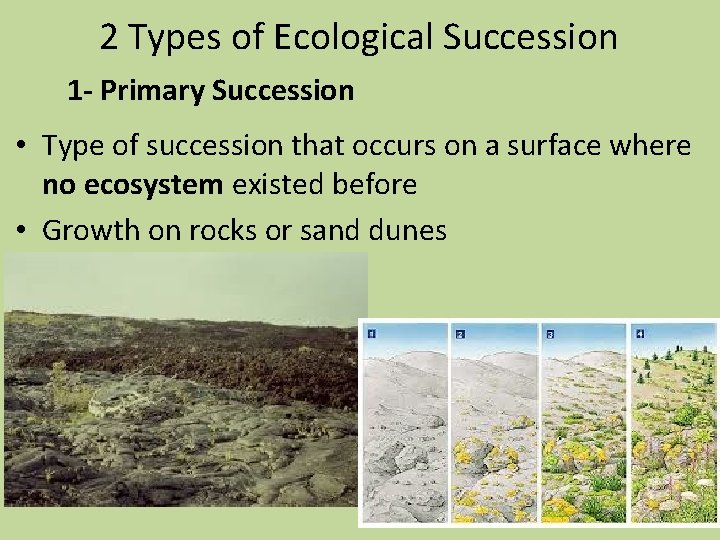 2 Types of Ecological Succession 1 - Primary Succession • Type of succession that