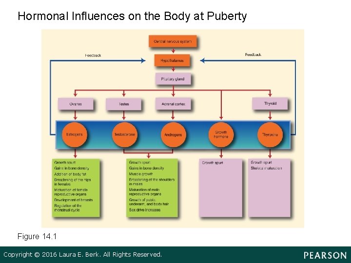 Hormonal Influences on the Body at Puberty Figure 14. 1 Copyright © 2016 Laura