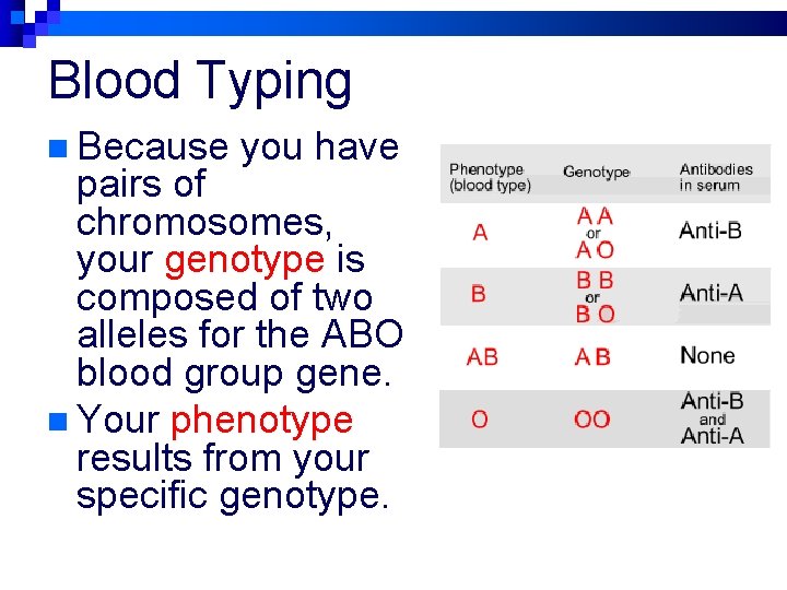 Blood Typing n Because you have pairs of chromosomes, your genotype is composed of