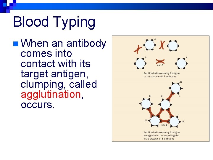 Blood Typing n When an antibody comes into contact with its target antigen, clumping,