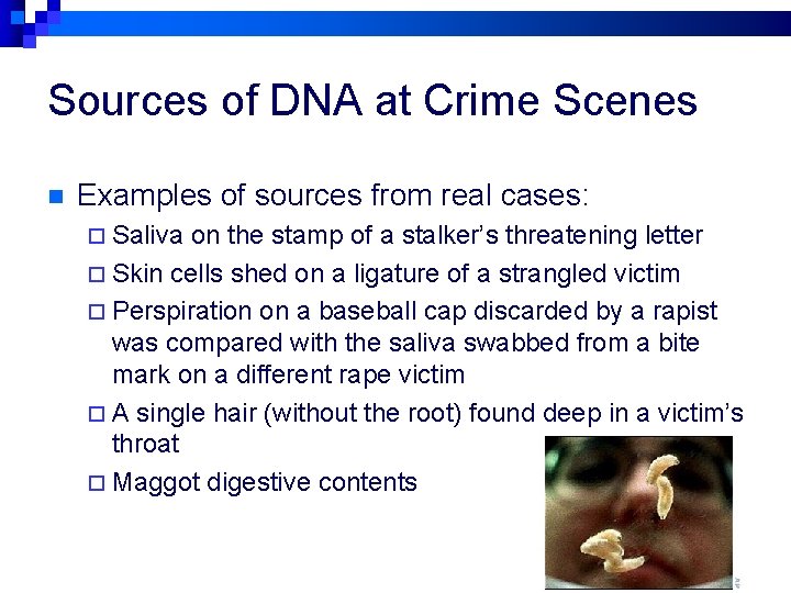 Sources of DNA at Crime Scenes n Examples of sources from real cases: ¨