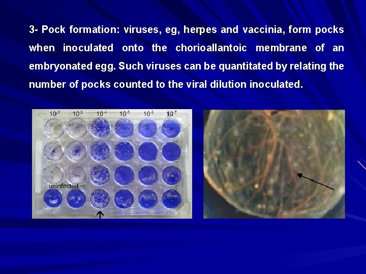 3 - Pock formation: viruses, eg, herpes and vaccinia, form pocks when inoculated onto