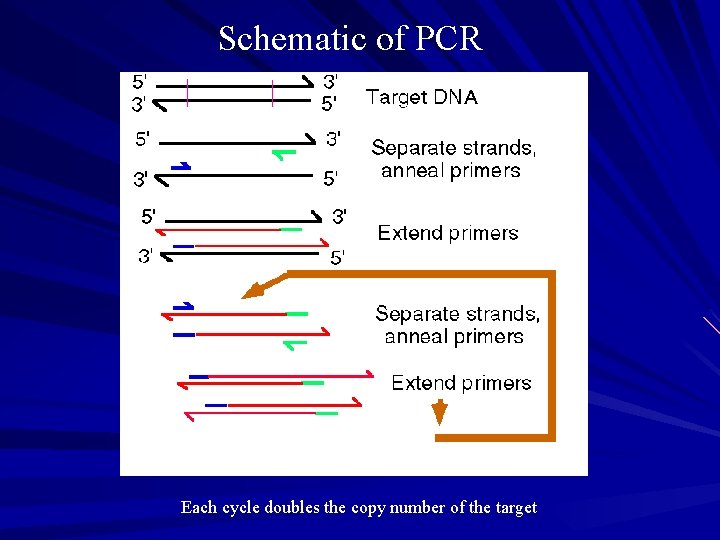 Schematic of PCR Each cycle doubles the copy number of the target 